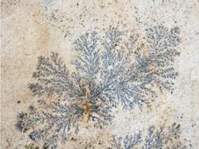 Fossil
